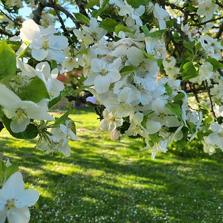 Agroturystyka Nad Strumykiem Lesna  Ngoại thất bức ảnh